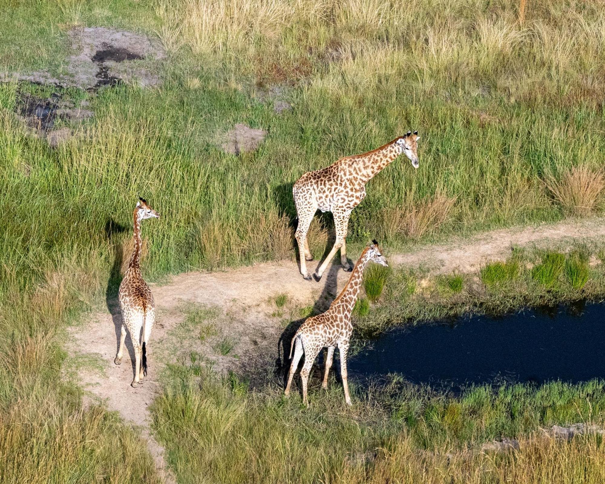 Zulu Rock Lodge - Babanango Game Reserve Ulundi Eksteriør bilde